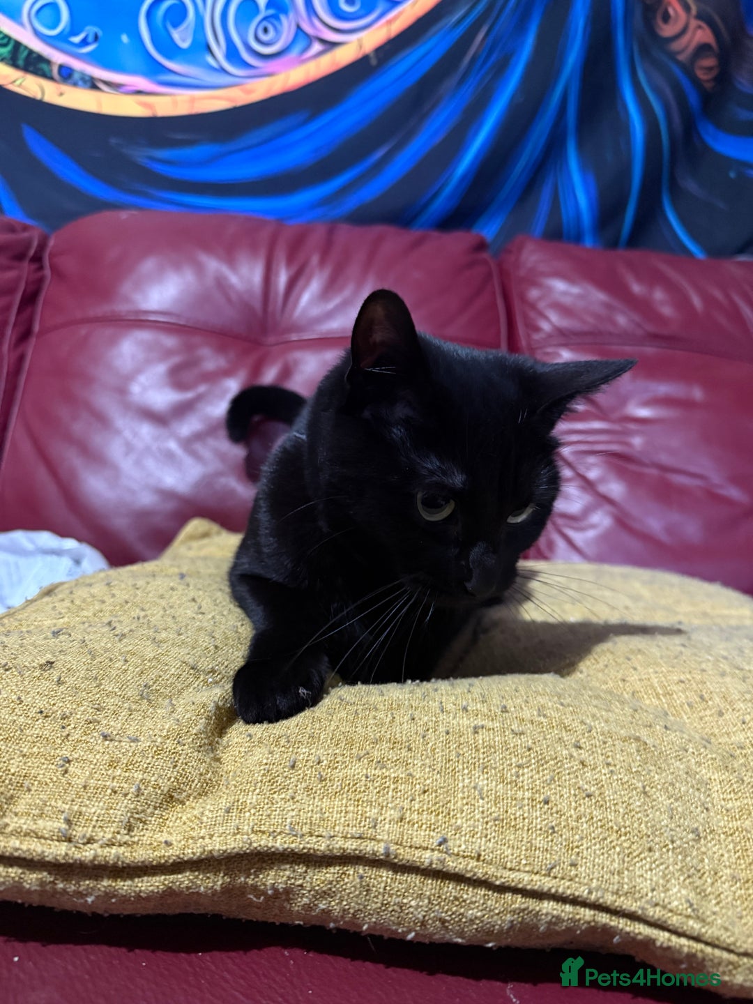 Bombay cats for sale: Adult cat looking for new home - Advert 1