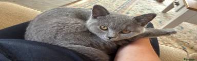 British Shorthair 3