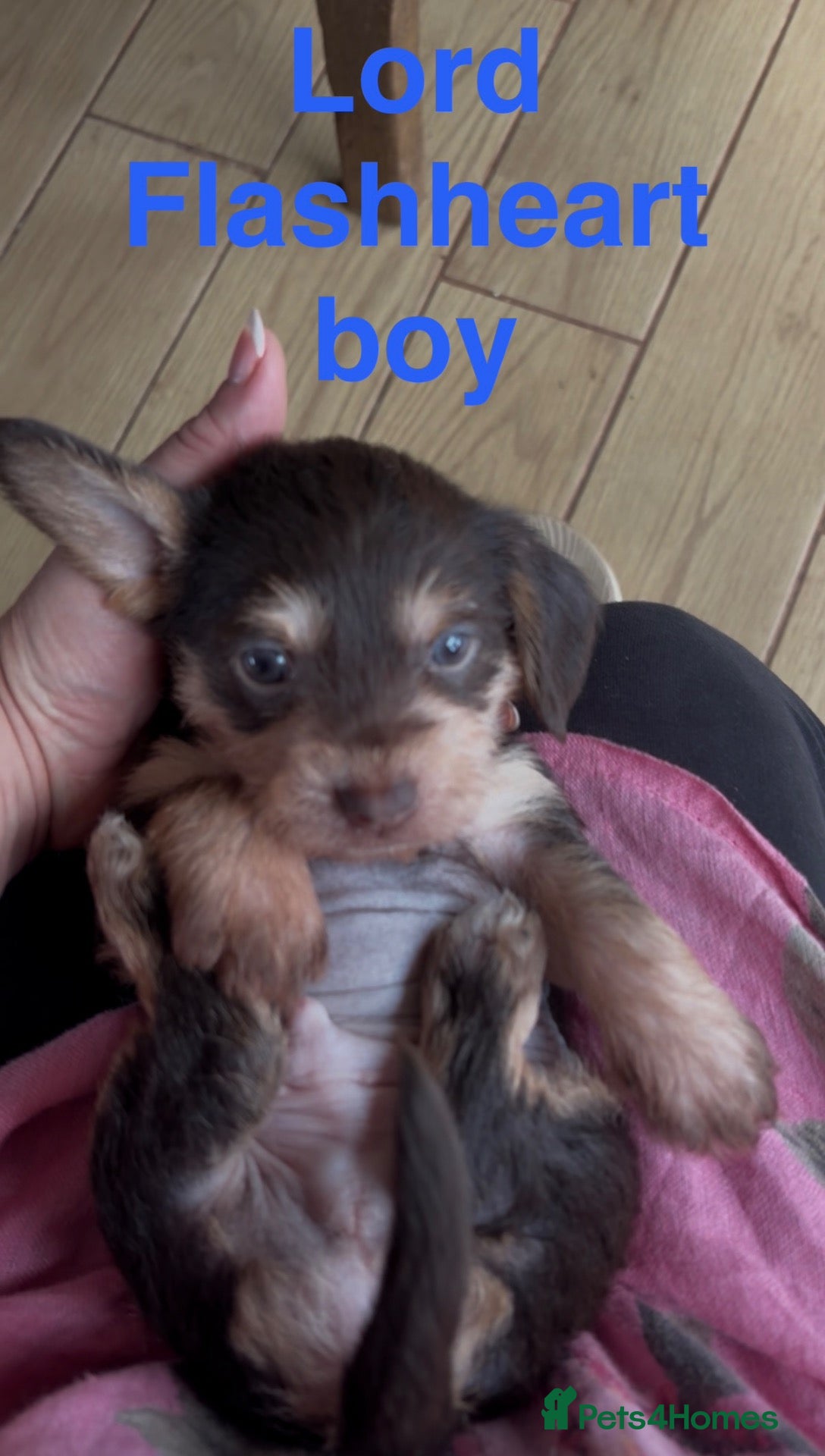 Mixed Breed dogs Chichi x mini wirehaired dachshund dna health test - Advert 1