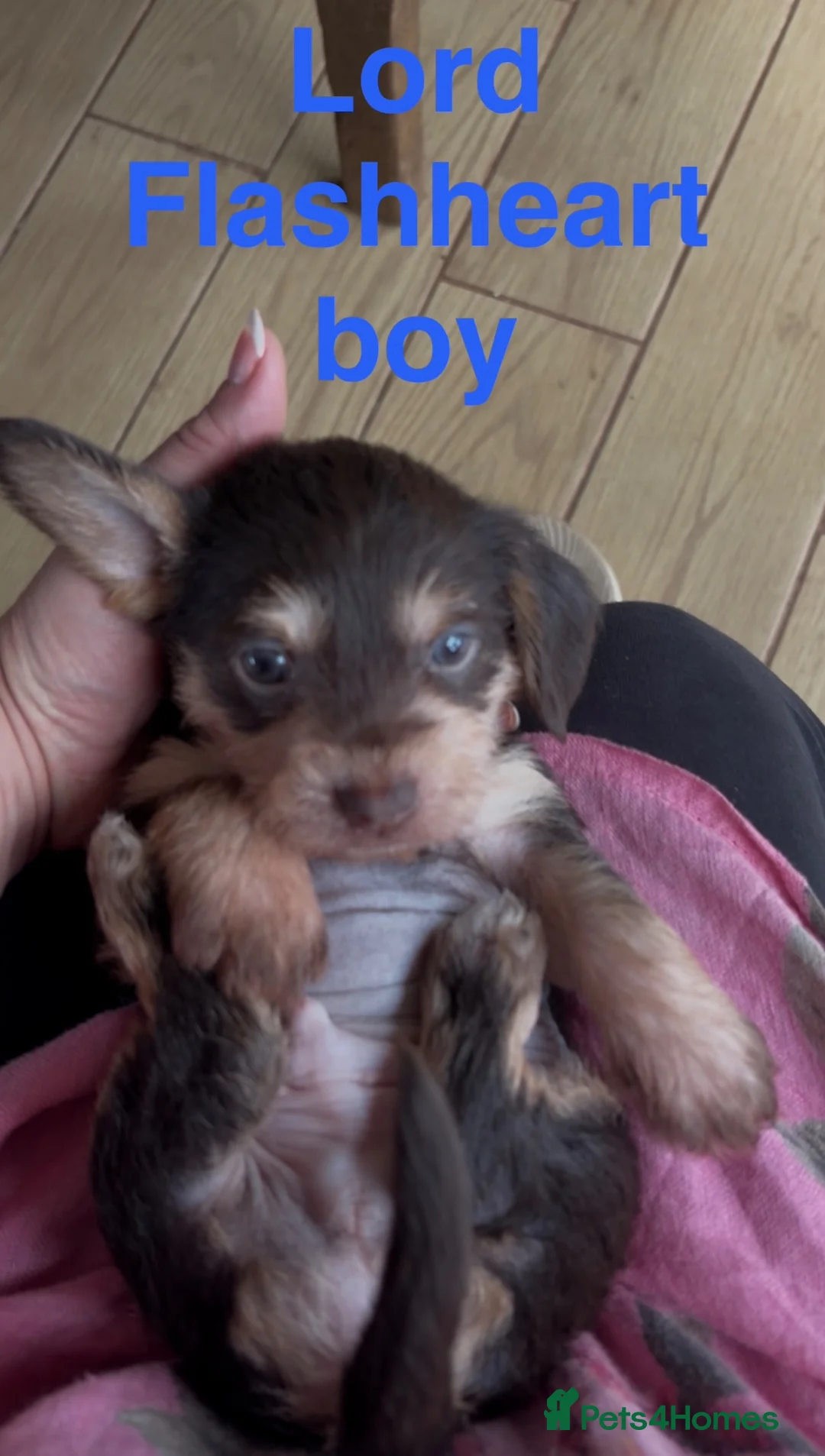 Mixed Breed dogs for sale: Chichi x mini wirehaired dachshund dna health test - Advert 1