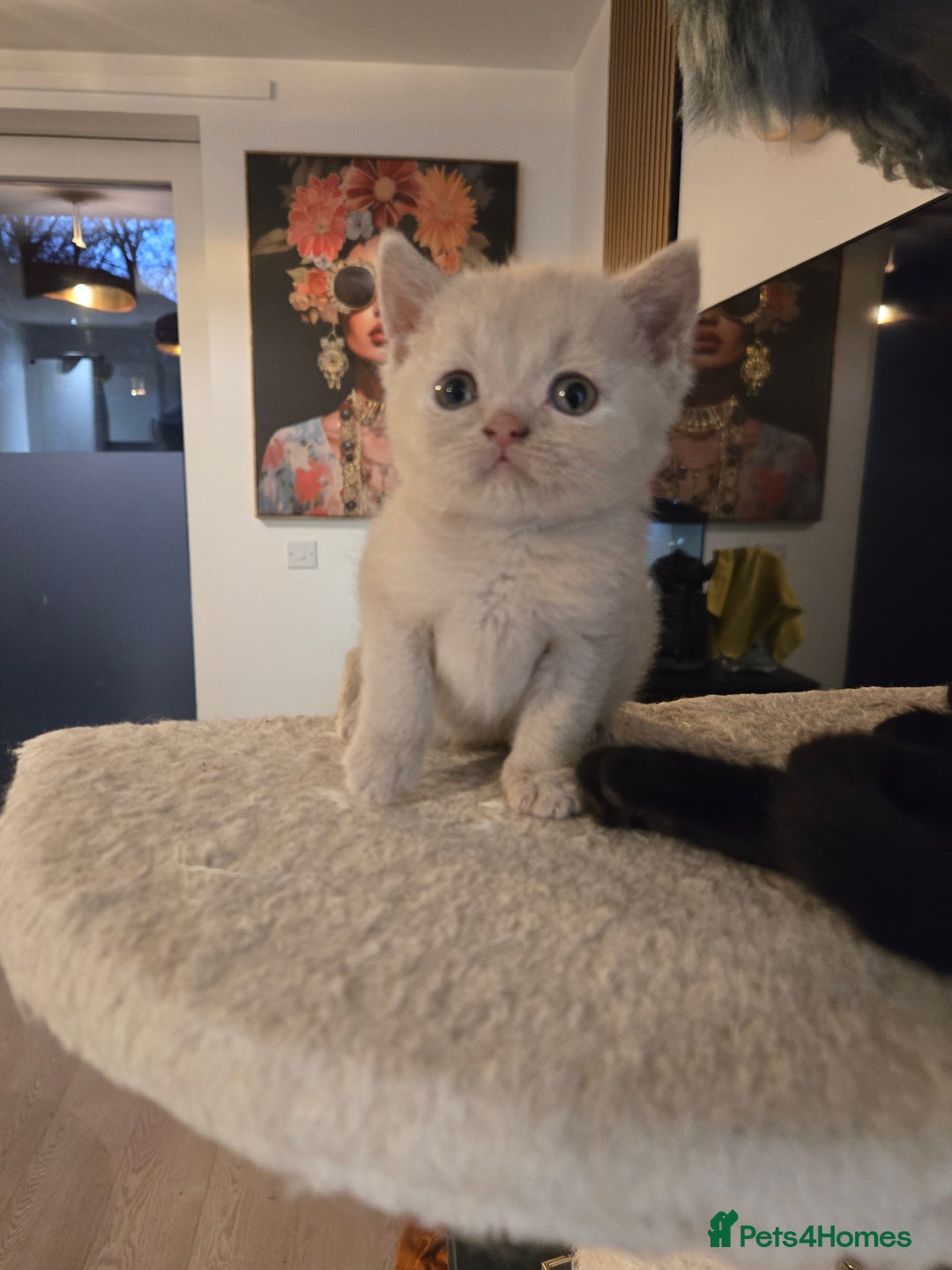 British Shorthair cats for sale: RARE Fawn British Shorthair Kitten £1000 - Advert 10
