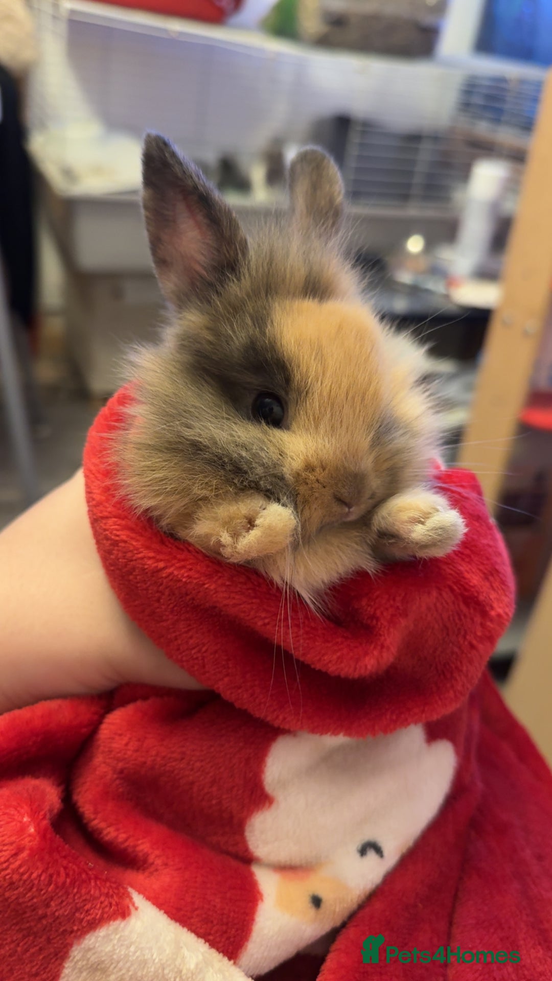 Lionhead rabbits for sale: Beautiful Male lionhead rabbit  - Advert 2