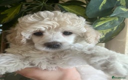 Toy Poodle dogs for sale: 🐩 REDUCED KC Reg Toy poodle puppy hereditaryclear - Image 3
