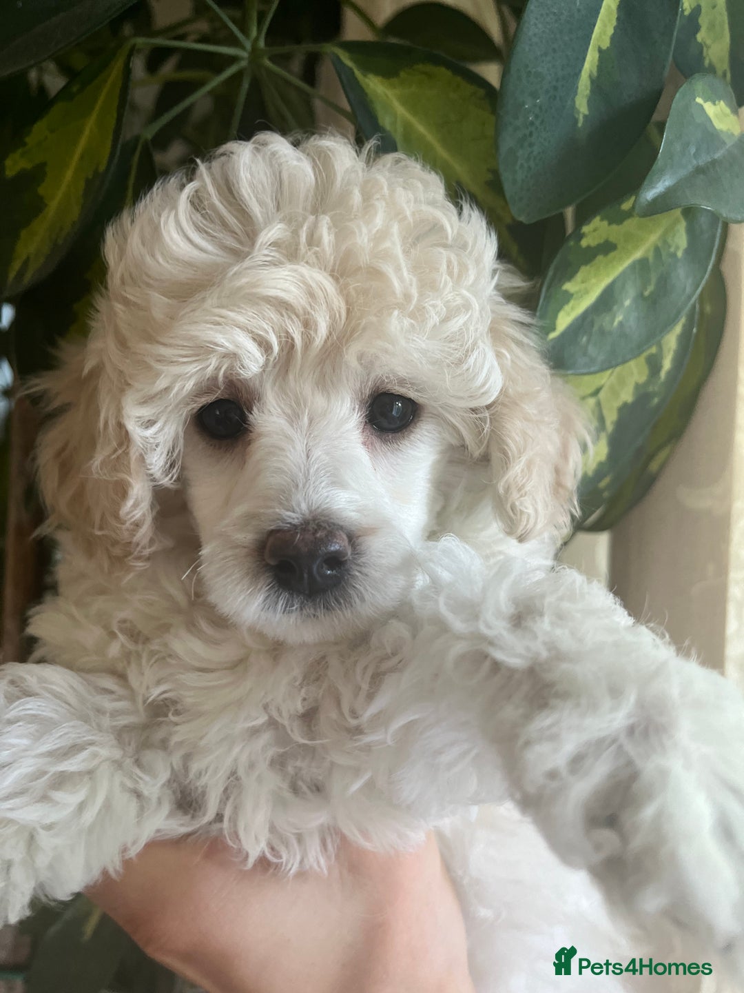 Toy Poodle dogs for sale: 🐩 REDUCED KC Reg Toy poodle puppy hereditaryclear - Image 3