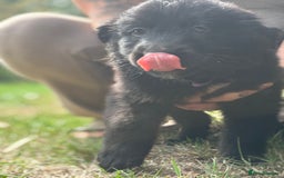 German Shepherd dogs for sale: German shepherd puppies ready to leave now - Image 19