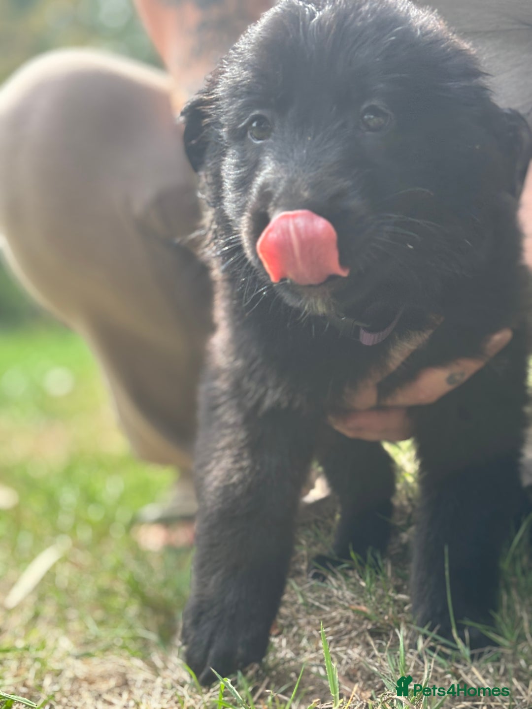 German Shepherd dogs for sale: German shepherd puppies ready to leave now - Image 19