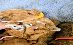 Cockapoo dogs for sale: GENUINE F1B COCKAPOO PUPPIES  - Image 11