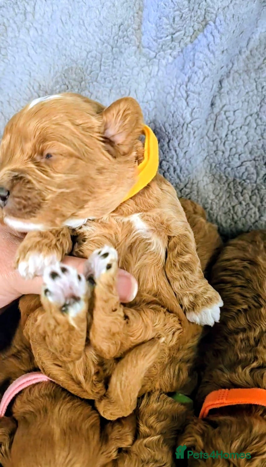 Cockapoo dogs for sale: GENUINE F1B COCKAPOO PUPPIES  - Image 11