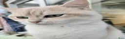 British Shorthair cats for stud: Blue Gold British cat Sapphire invites queen - Advert 7
