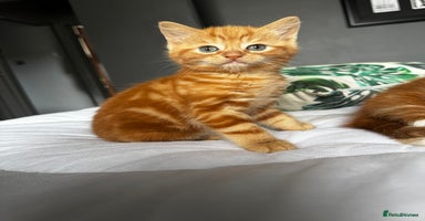 Mixed Breed cats - Advert 3