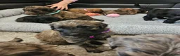 Goldendoodle dogs for sale: GOLDENDOODLES - Advert 13