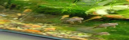 Plecos fish for sale: Bristelnose plecos - Advert 2