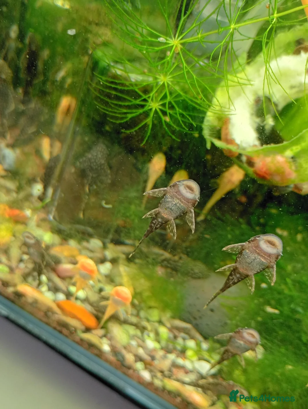 Plecos fish for sale: Bristelnose plecos - Advert 2