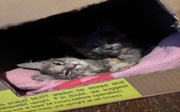 Ragcoon cats for sale: Beautiful Maine Coon x Ragdoll Kittens  Available - Advert 17