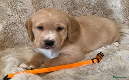 Cockerdor dogs for sale: Adorable f1 cockerdor puppies - Image 23