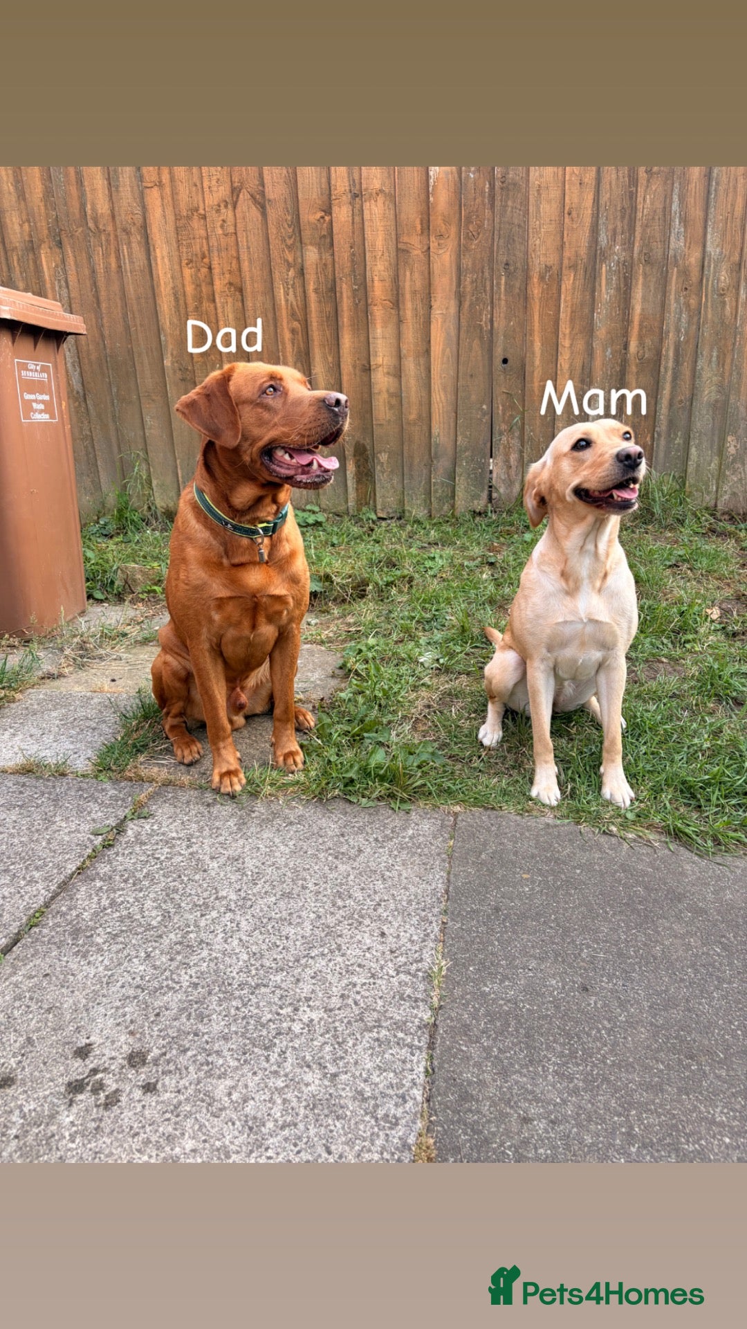 Labrador Retriever dogs Labrador pups for sale  - Advert 2