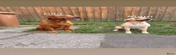 Labrador Retriever dogs for sale: Labrador pups for sale  in Sunderland - Advert 1