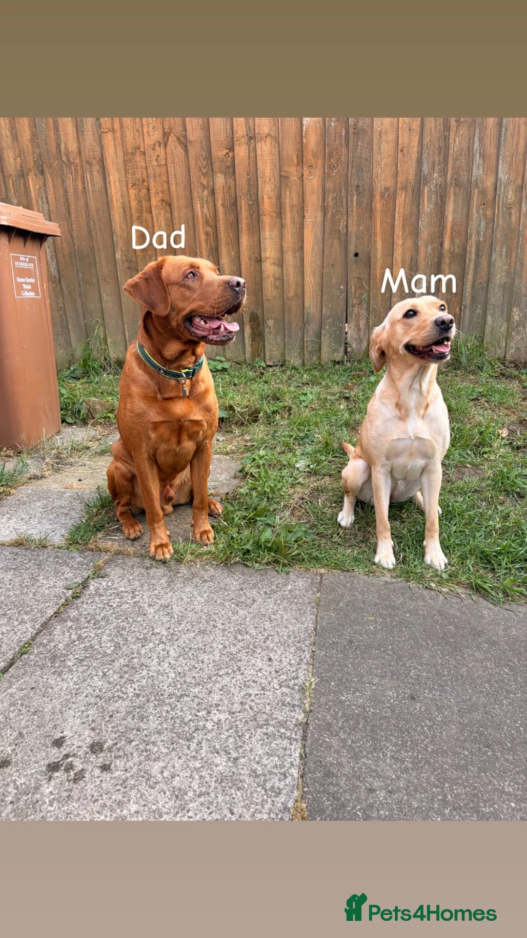 Labrador Retriever dogs for sale: Labrador pups for sale  in Sunderland - Advert 1