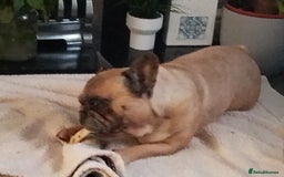 French Bulldog dogs for stud: MALE FRENCH BULLDOG FOR STUDDING  - Image 3