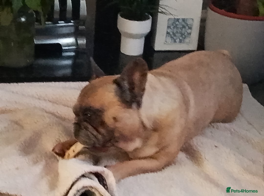 French Bulldog dogs for stud: MALE FRENCH BULLDOG FOR STUDDING  - Image 3