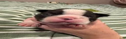 Boston Terrier dogs for sale: Kc reg Boston terriers - 1 stunning girl available - Advert 18