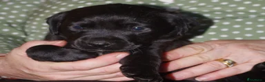 Labrador Retriever 5