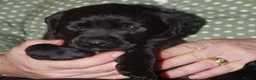Labrador Retriever dogs for sale: lovely litter of labrador puppies in Darwen - Advert 3