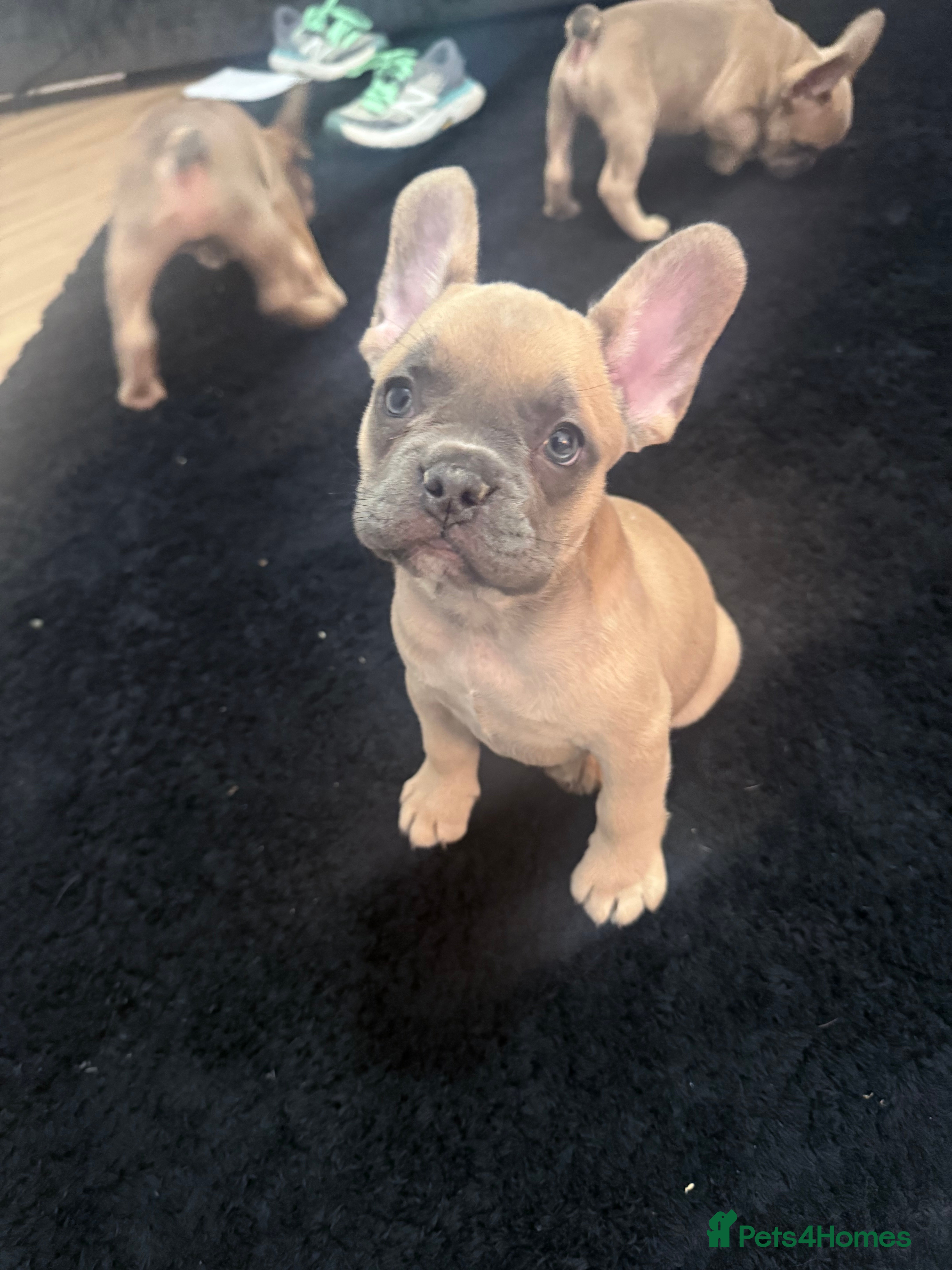 French Bulldog dogs READY! LAST PUP -GIRL French Bulldog puppies - Advert 2