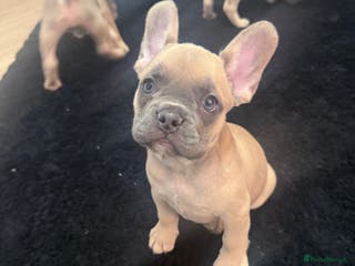 French Bulldog dogs READY! LAST PUP -GIRL French Bulldog puppies - Advert 2
