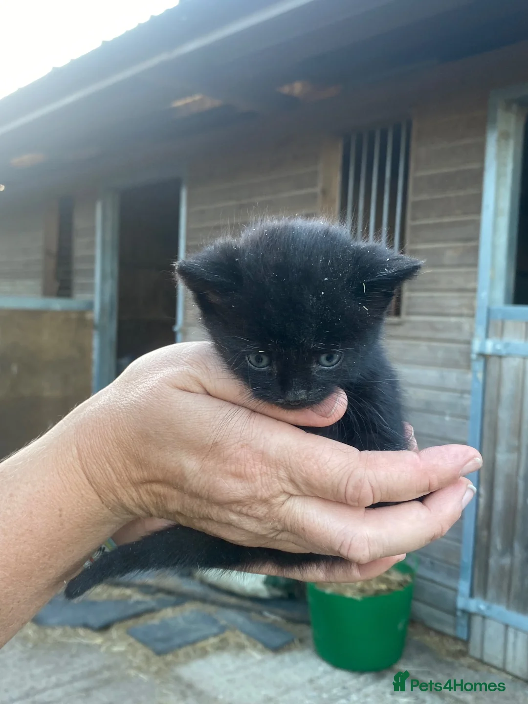 Mixed Breed cats for sale: Three adorable kittens - Advert 5