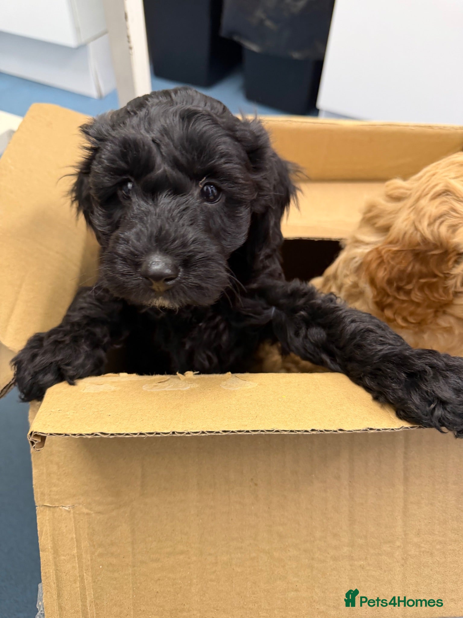 Cockapoo dogs Stunning Cockapoo Puppies — Homes for Life Only - Advert 1