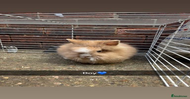 Lionhead rabbits - Advert 13