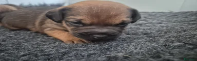 Border Terrier 2