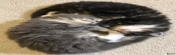 Mixed Breed cats for sale: Maine coon cross ragdoll kittens  - Advert 7