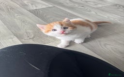 Domestic Shorthair cats for sale: Beautiful ginger and white kitten  - Image 2