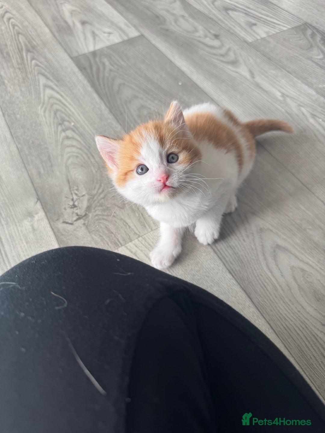 Domestic Shorthair cats for sale: Beautiful ginger and white kitten  - Image 2