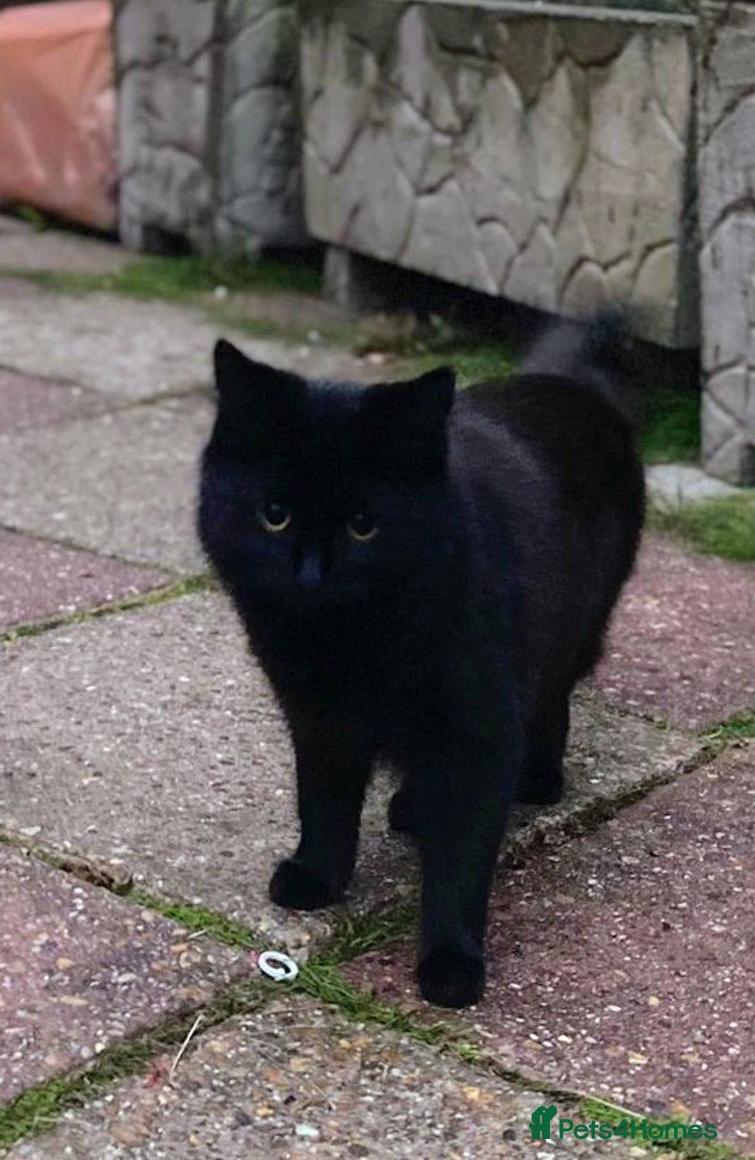 British Shorthair cats for sale: Beautiful kittens for sale - Advert 14