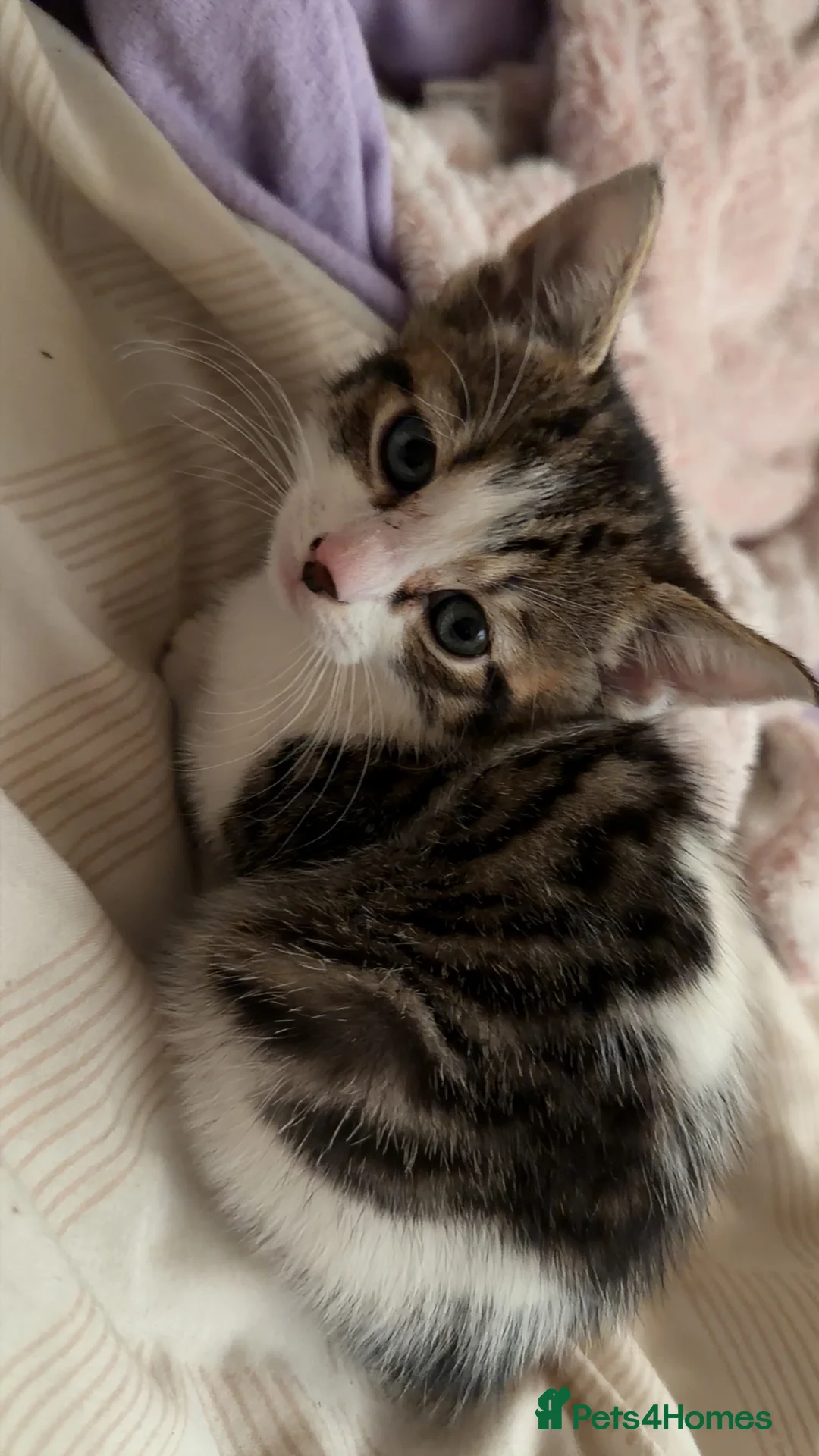 Mixed Breed cats for sale: 4 gorgeous tabby kitten, - Advert 4