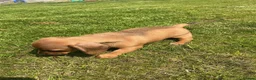 Miniature Dachshund dogs for sale: KC REG Miniature dachshunds. Council licensed in Airdrie - Advert 6