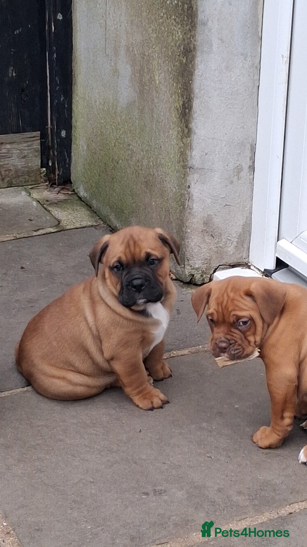 Mixed Breed dogs for sale: Beautiful chunky pups  - Advert 25