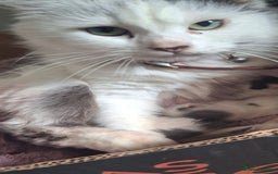 Mixed Breed cats for sale: Kittens - Image 8