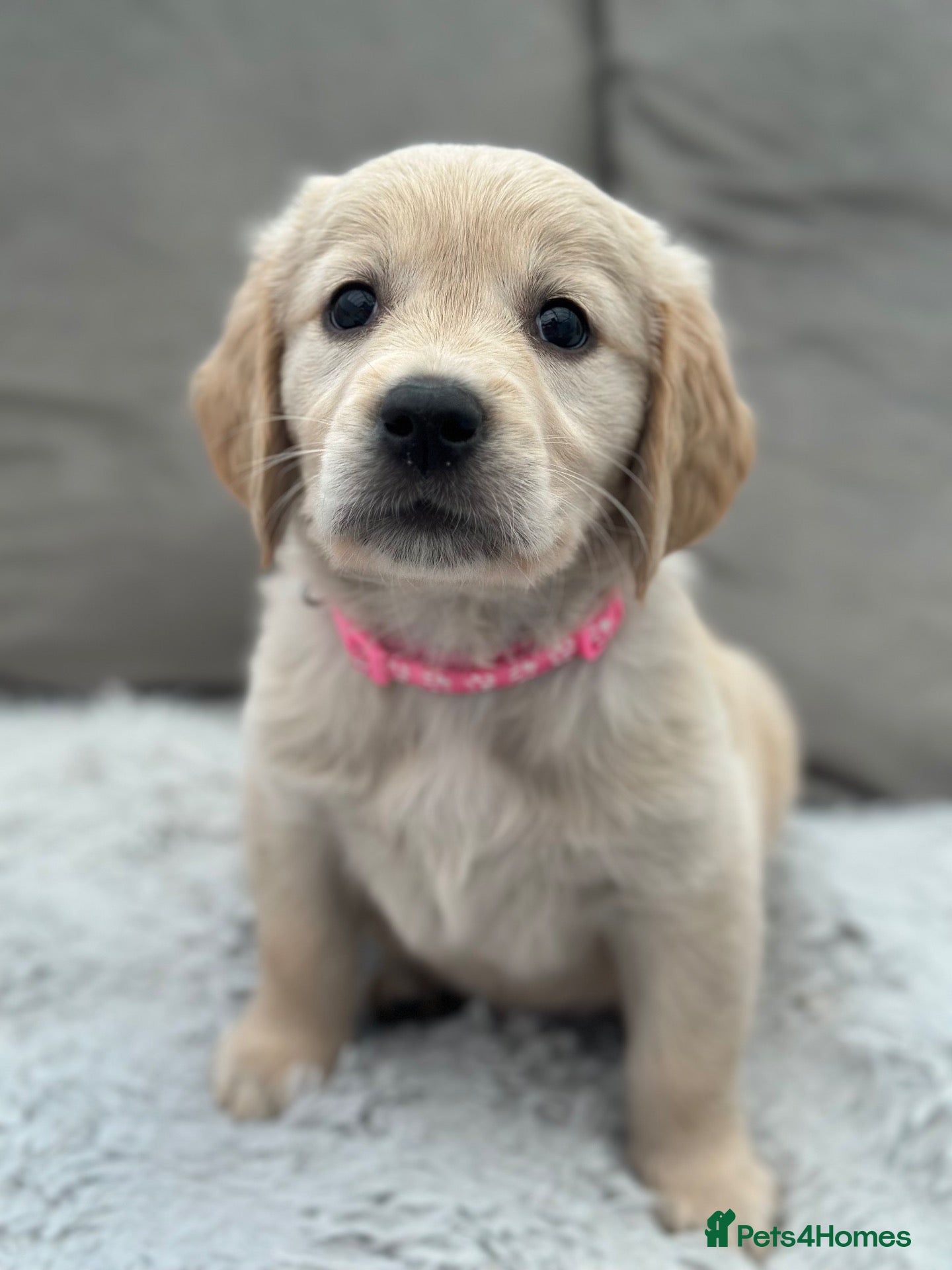Golden Retriever dogs *Beautiful KC Golden retriever puppies* - Advert 2