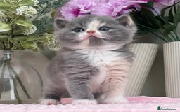 British Shorthair cats for sale:  Quality British kittens - Image 9