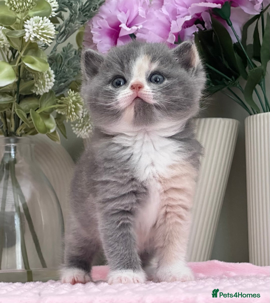 British Shorthair cats for sale:  Quality British kittens - Image 9