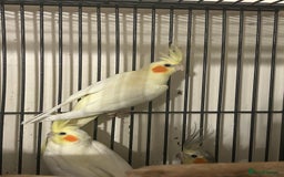 Cockatiels birds for sale: Various Stunning Baby Cockatiels  - Image 2