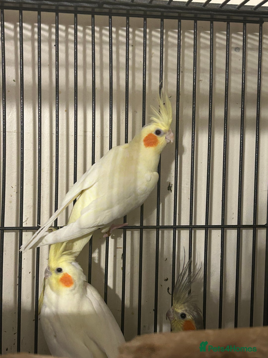 Cockatiels birds for sale: Various Stunning Baby Cockatiels  - Image 2