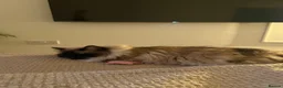 Domestic Shorthair cats for sale: Ragdoll and shorthair Cat for rehoming - Advert 9