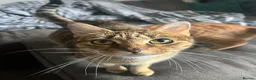 Mixed Breed cats for sale: Bengal cross kittens  - Advert 7