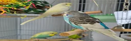 Budgerigars birds for sale: 4 Hand-Tame Budgies, Large Cage & All Accessories - Advert 6