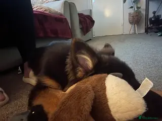 Guinea Pig rodents Guinea pigs and indoor cage - Advert 1